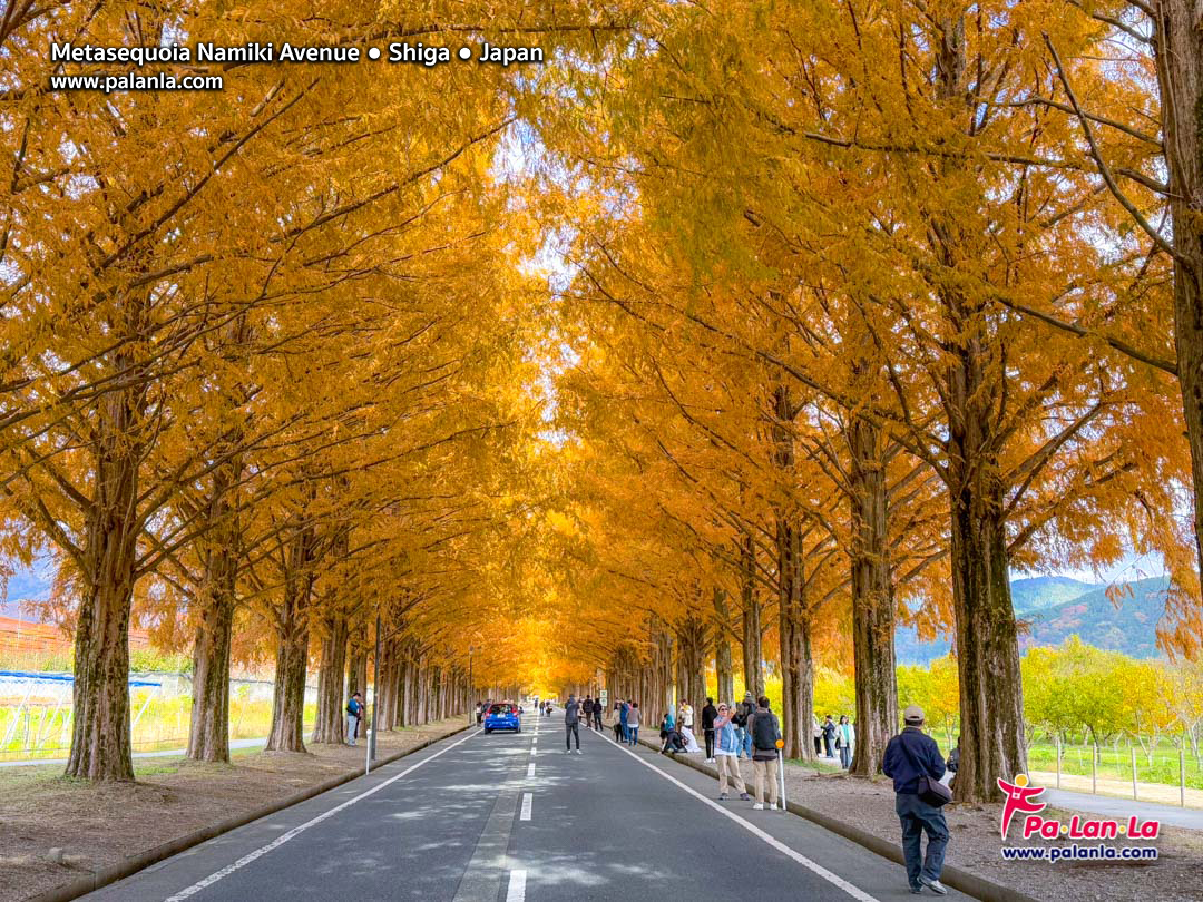 Metasequoia Namiki Avenue